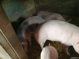 Soldei  - 2 masculi de 6 luni