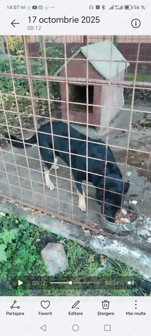 Femelă ciobănesc german 