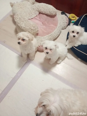 bichon maltez minitoy - imagine 2