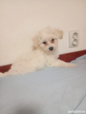 bichon maltez minitoy