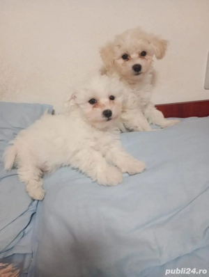 bichon maltez minitoy - imagine 4