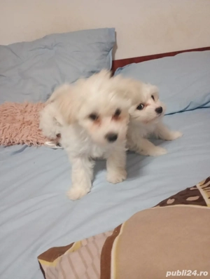 bichon maltez minitoy - imagine 3