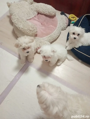 bichon maltez minitoy - imagine 5