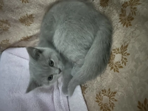 Pui British Shorthair Longhair White&Lilla(crem) - imagine 2