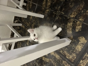 Pui British Shorthair Longhair White&Lilla(crem) - imagine 3