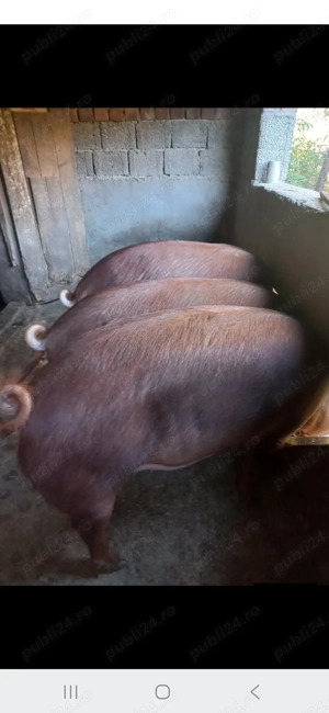 Vand porci rasa duroc,16lei kg,rasa foarte buna de carne,Fardea Timis