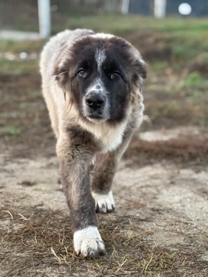 De vanzare caucazian 