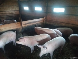 Vand  porci Marele Alb - imagine 2