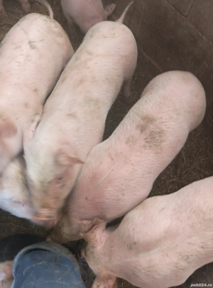 PURCEI vand rasa Pietrain cu Marele Alb - imagine 4