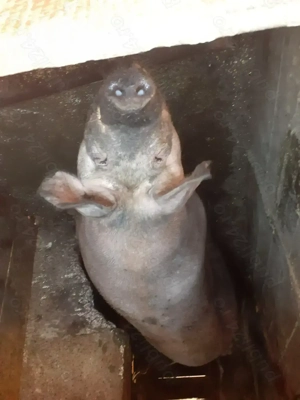 Porc crescut in gospodărie