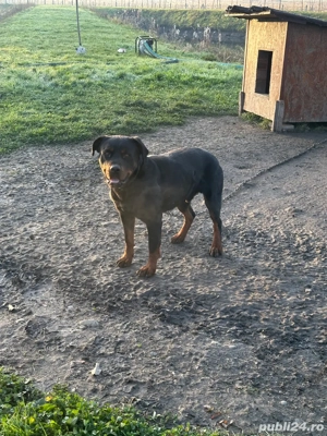 Rottwailer de Vanzare - imagine 2 Rottwailer de Vanzare - imagine 2