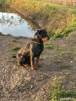 Rottwailer de Vanzare - imagine 4 Rottwailer de Vanzare - imagine 4