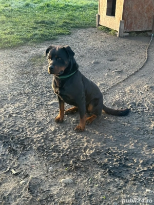 Rottwailer de Vanzare