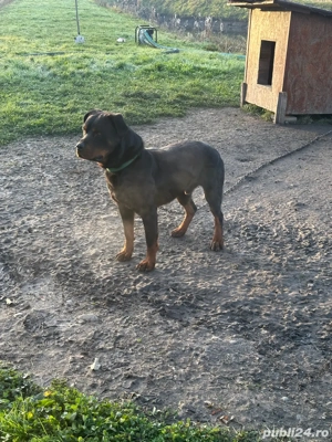 Rottwailer de Vanzare - imagine 5 Rottwailer de Vanzare - imagine 5