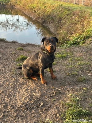 Rottwailer de Vanzare - imagine 3 Rottwailer de Vanzare - imagine 3