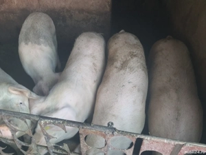 porci de carne  pentru taiat - imagine 3