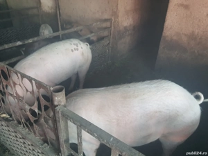 porci de carne  pentru taiat