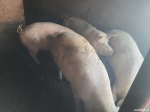 porci de carne  pentru taiat - imagine 4