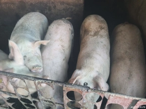 porci de carne  pentru taiat - imagine 2