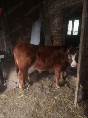 Vând vițel Angus roșu  - imagine 2