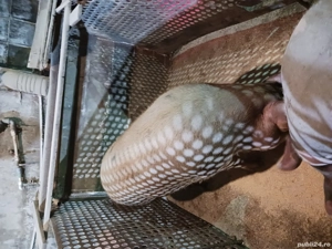 disponibili  - imagine 2