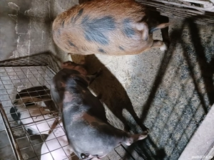 disponibili  - imagine 5