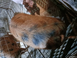 disponibili  - imagine 4