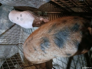 disponibili  - imagine 3