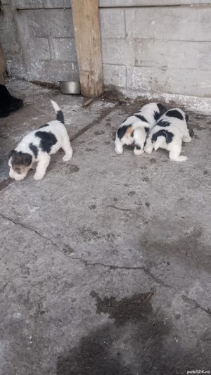 căței fox terrier  - imagine 4