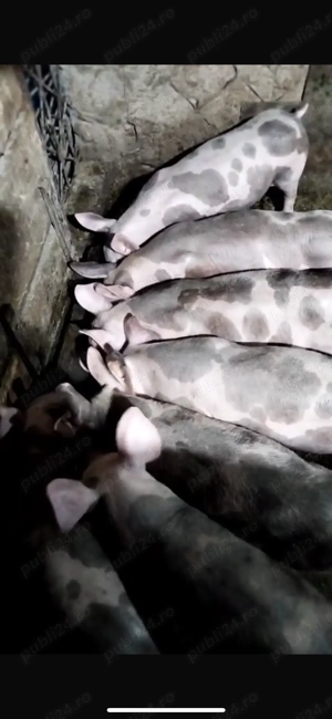Vand porci 3 luni - imagine 3 Vand porci 3 luni - imagine 3