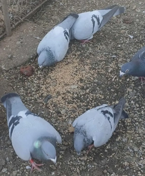 Porumbei voiajori! - imagine 2