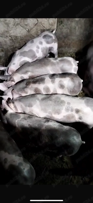 Vand porci 3 luni - imagine 2 Vand porci 3 luni - imagine 2