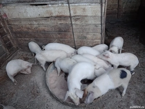 purcei vinzare - imagine 3