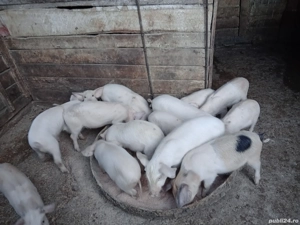 purcei vinzare - imagine 4