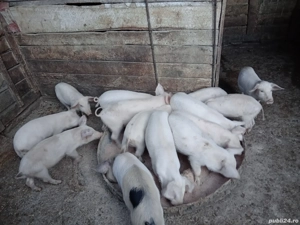 purcei vinzare - imagine 2