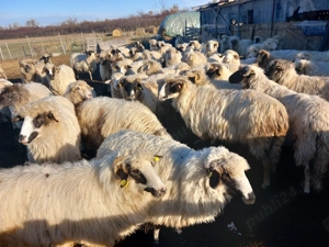 Oi de vanzare 650 lei  - imagine 4