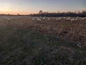 Oi de vanzare 650 lei