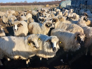 Oi de vanzare 650 lei  - imagine 2