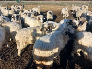 Oi de vanzare 650 lei  - imagine 3