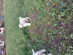 disponibili un mascul și o femela  - imagine 5 disponibili un mascul și o femela  - imagine 5