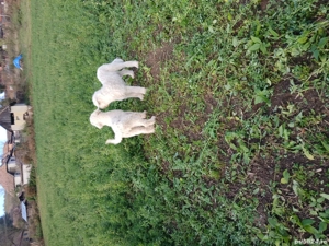 disponibili un mascul și o femela  - imagine 2 disponibili un mascul și o femela  - imagine 2