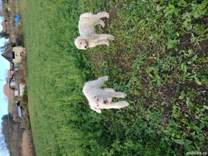 disponibili un mascul și o femela  - imagine 4 disponibili un mascul și o femela  - imagine 4