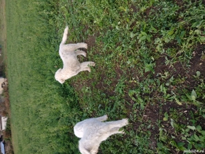 disponibili un mascul și o femela  - imagine 3 disponibili un mascul și o femela  - imagine 3