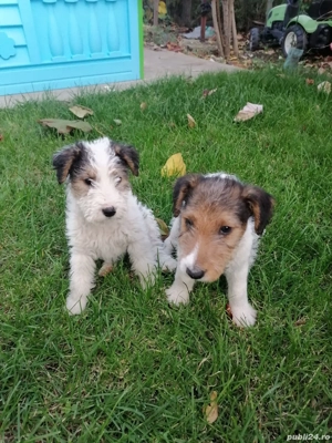 căței fox terrier  - imagine 3