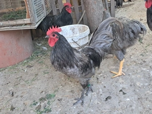 Vand exemplare deosebite cocosi si puicute de australorp si plimuth rock barat. - imagine 6 Vand exemplare deosebite cocosi si puicute de australorp si plimuth rock barat. - imagine 6