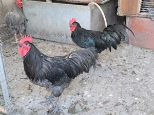 Vand exemplare deosebite cocosi si puicute de australorp si plimuth rock barat. - imagine 3 Vand exemplare deosebite cocosi si puicute de australorp si plimuth rock barat. - imagine 3