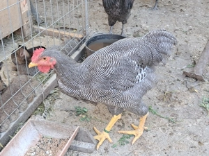 Vand exemplare deosebite cocosi si puicute de australorp si plimuth rock barat. - imagine 5 Vand exemplare deosebite cocosi si puicute de australorp si plimuth rock barat. - imagine 5