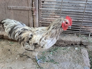 Vand exemplare deosebite cocosi si puicute de australorp si plimuth rock barat. - imagine 4 Vand exemplare deosebite cocosi si puicute de australorp si plimuth rock barat. - imagine 4