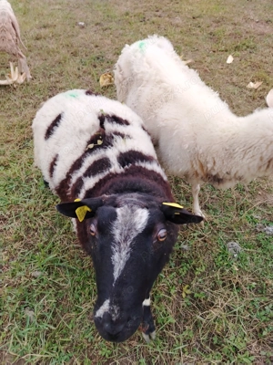 Vând Berbec pătat olandez