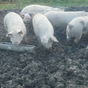 Porci caută casă  - imagine 2